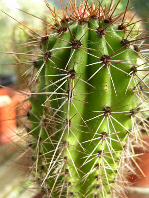 Stenocereus thurberi - Organ Pipe Cactus