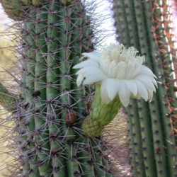 Stenocereus thurberi (Organ Pipe Cactus) - World of Succulents