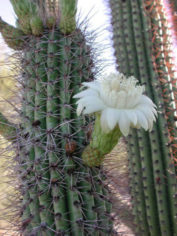 Stenocereus thurberi - Organ Pipe Cactus