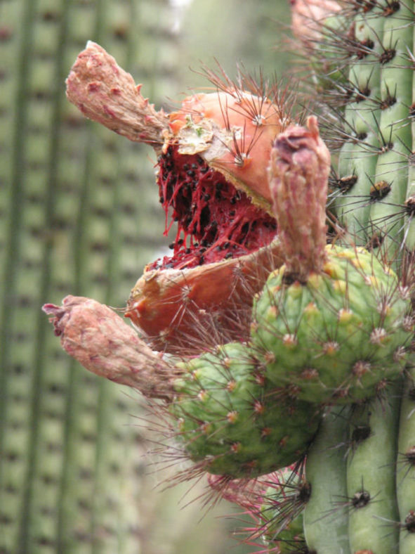 Stenocereus thurberi - Organ Pipe Cactus