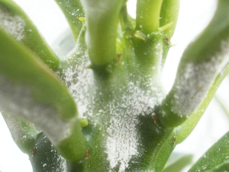 White Mold in Succulents