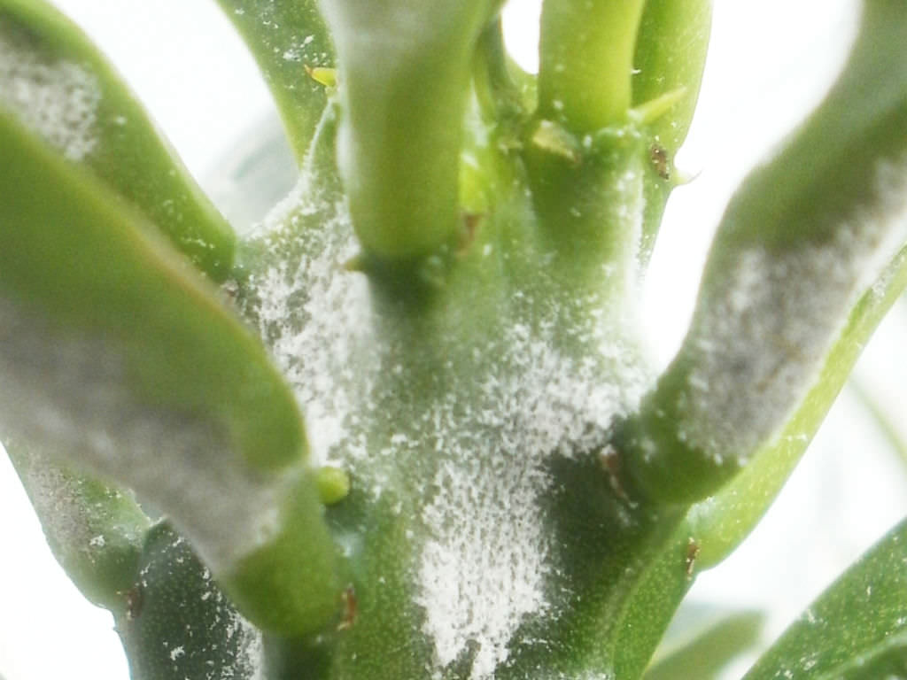 White Mold In Succulents World Of Succulents