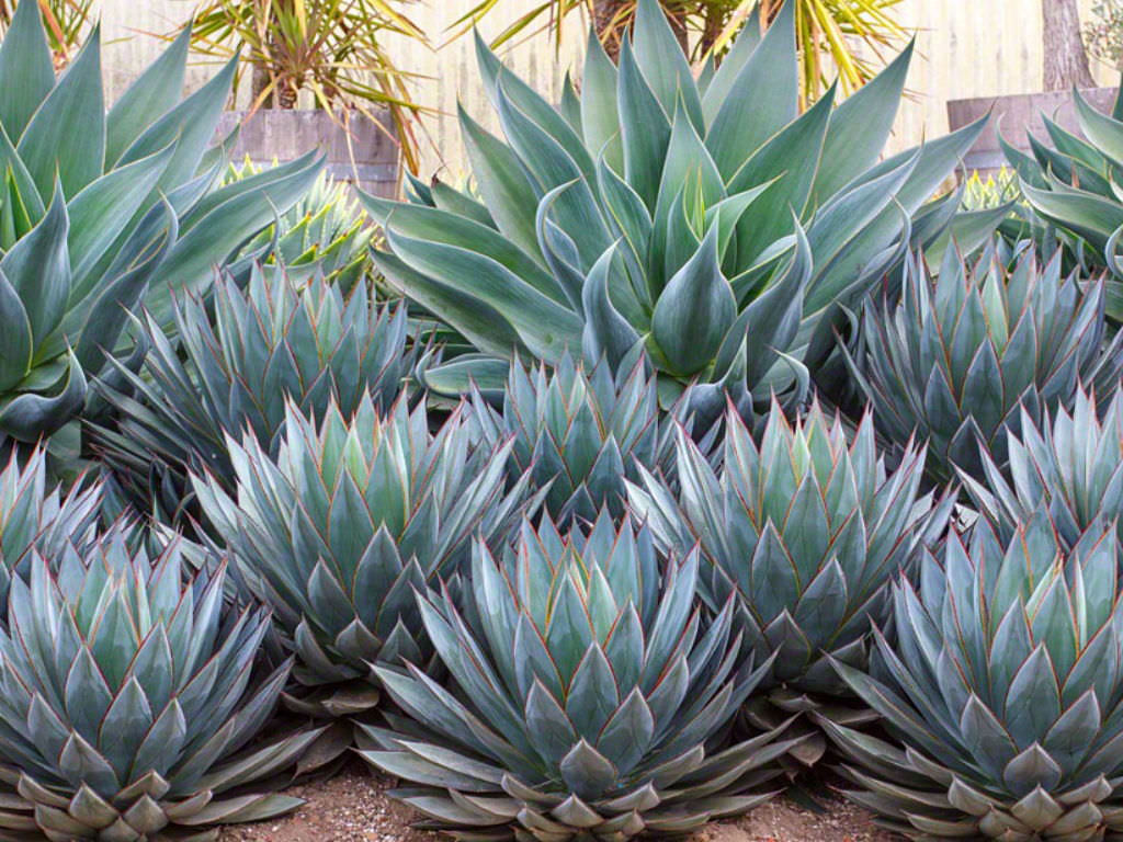 15 Gorgeous Agave Plants (Video) | World of Succulents