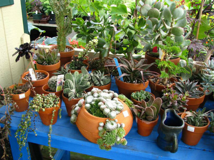 cacti and succulents