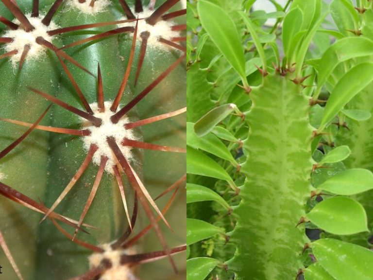 Difference Between a Cactus and a Succulent - World of Succulents