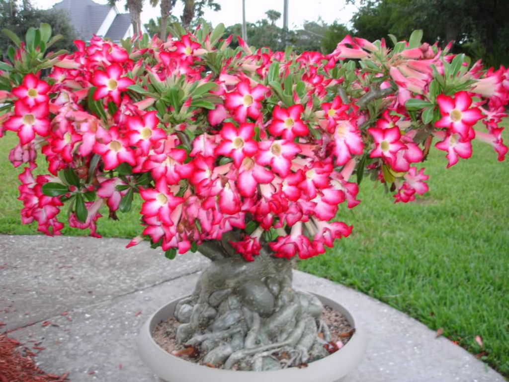 The Desert Rose (Adenium) Succulent