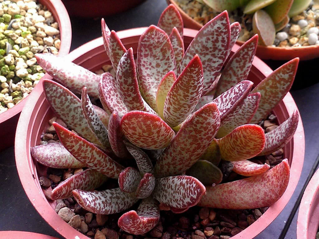 Adromischus trigynus