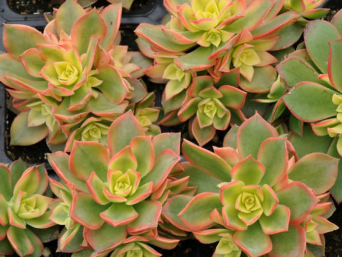 Aeonium haworthii 'Dream Color' - World of Succulents