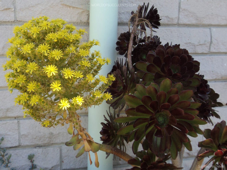 Aeonium arboreum 'Atropurpureum' (Purple Rose)