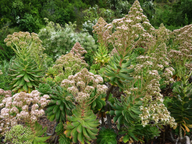 Aeonium percarneum