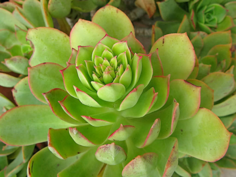Aeonium percarneum