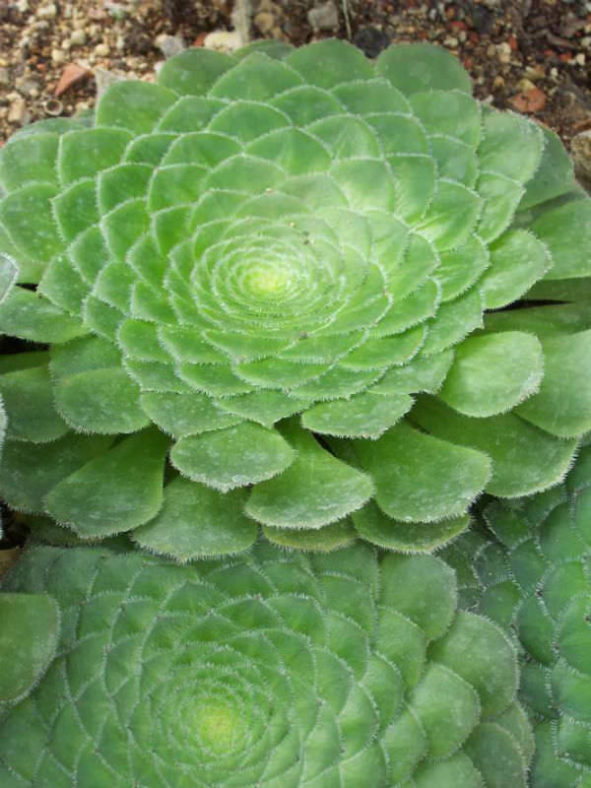 Aeonium tabuliforme (Dinner Plate Aeonium)