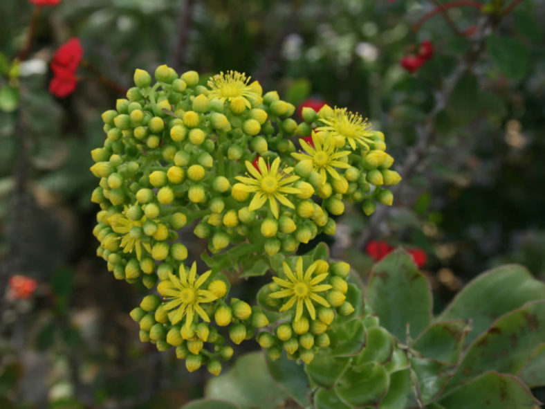 Aeonium tabuliforme (Dinner Plate Aeonium)