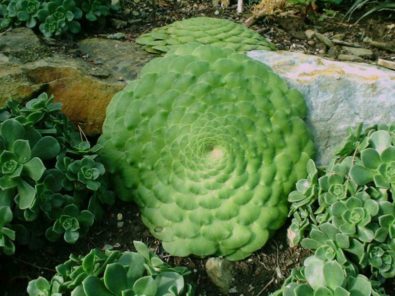 Aeonium tabuliforme (Dinner Plate Aeonium)