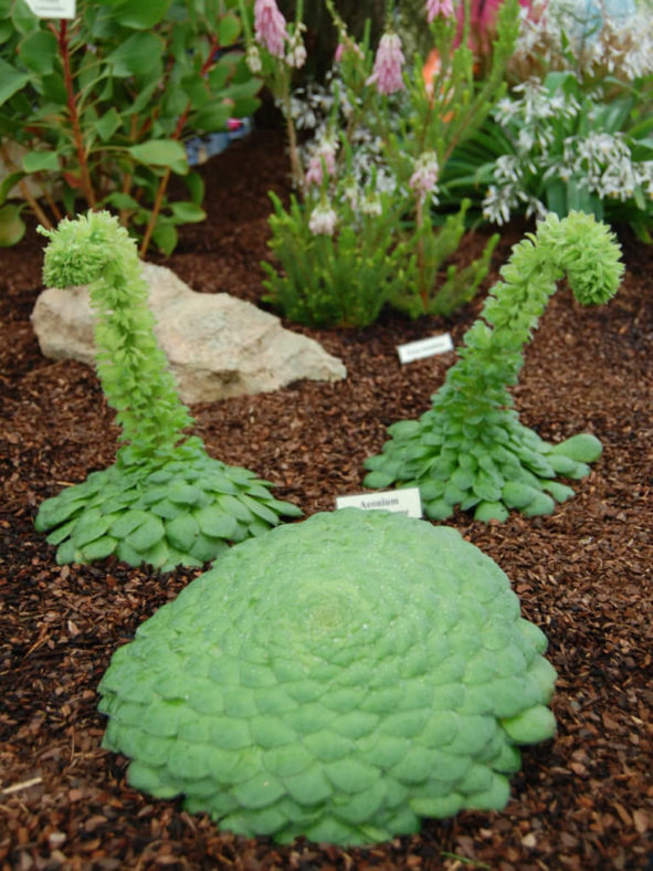 Aeonium tabuliforme (Dinner Plate Aeonium)