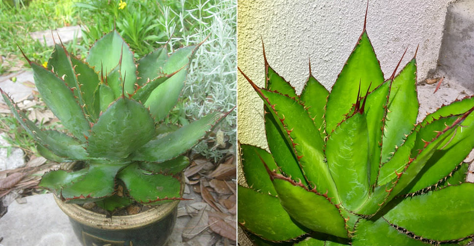Agave bovicornuta (Cow Horn Agave) - World of Succulents