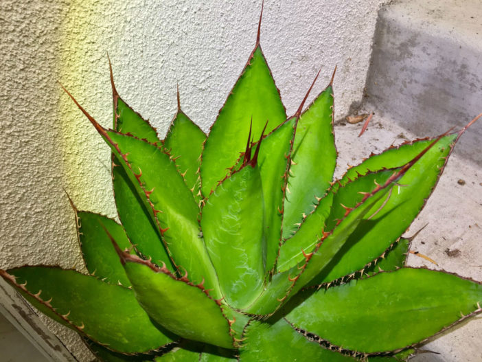 Agave bovicornuta (Cow Horn Agave)