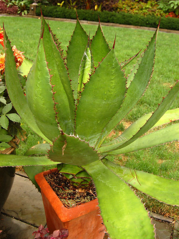 Agave bovicornuta (Cow Horn Agave)