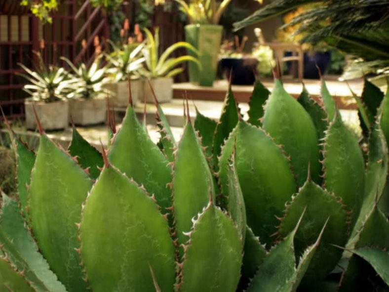 Agave bovicornuta (Cow Horn Agave)