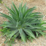  Agave desmetiana (Agave lisse) 