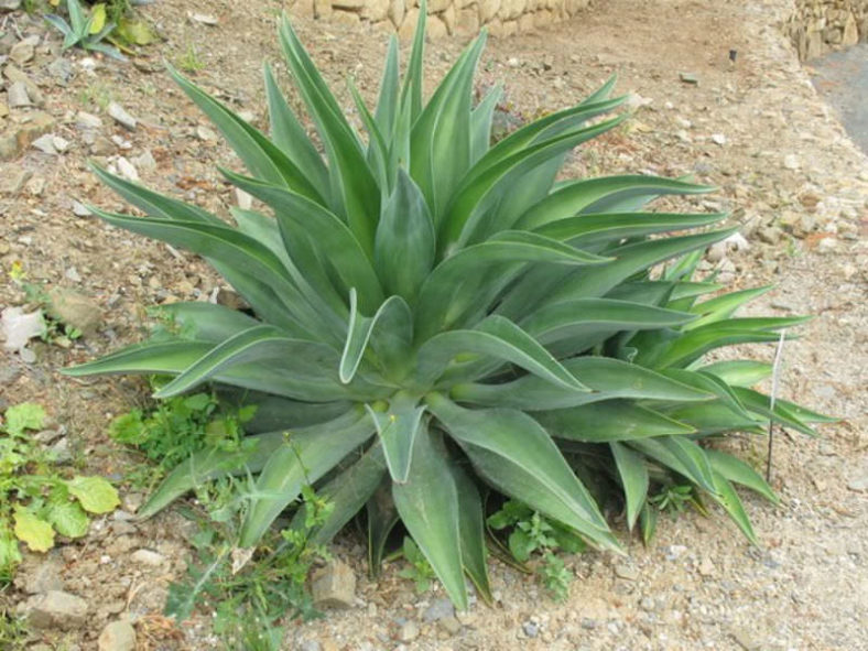 Agave desmetiana (Smooth Agave)