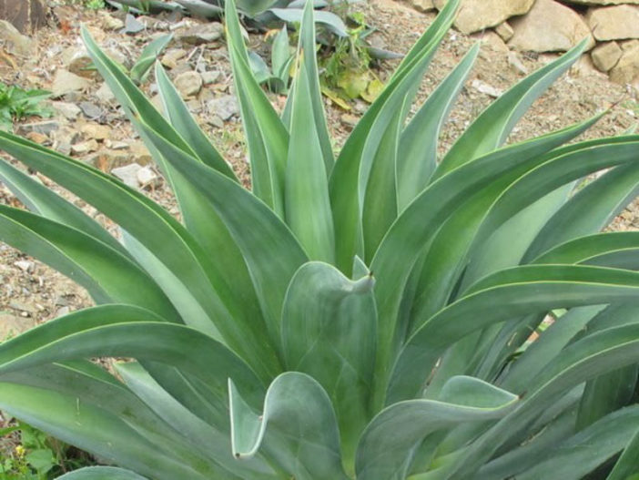  Agave desmetiana (sileä Agave)