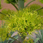 agave desmetiana (Agave netedă)