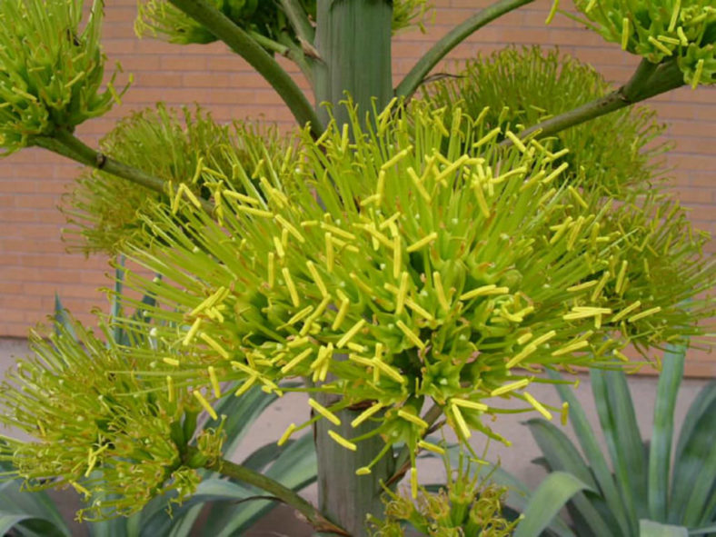 Agave desmetiana (Smooth Agave)