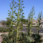  Agave desmetiana (Smooth Agave)