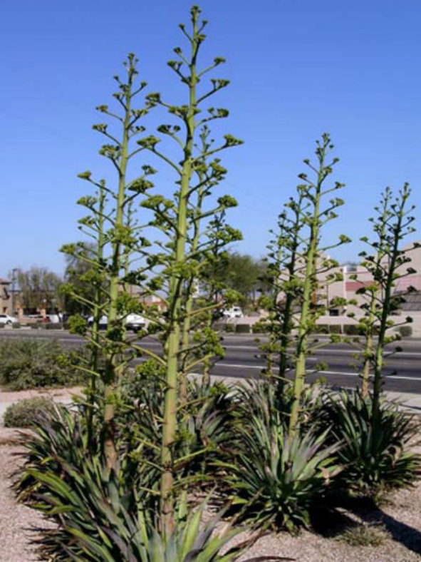 Agave desmetiana (Smooth Agave)