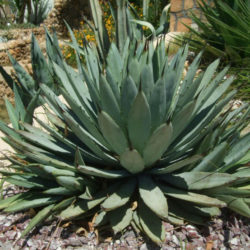 Agave macroacantha - World of Succulents