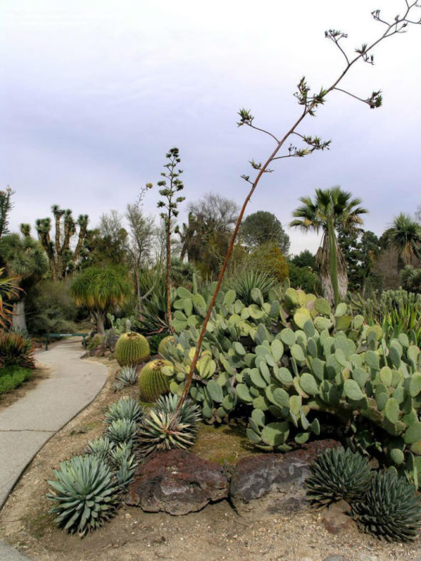Agave macroacantha - Black Spined Agave
