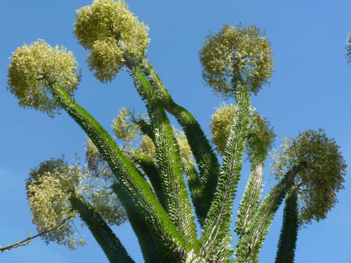 Alluaudia ascendens (Fantsiolotse)