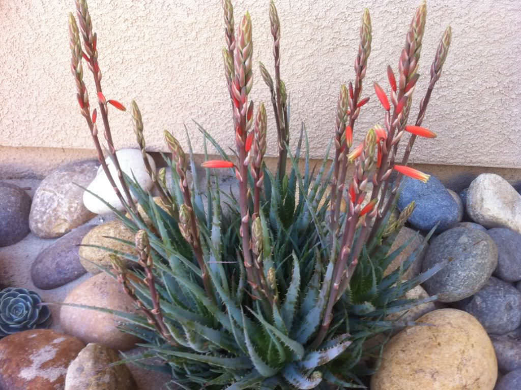 Aloe 'Blue Elf'