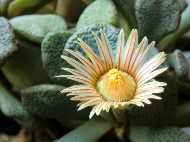 Aloinopsis rosulata