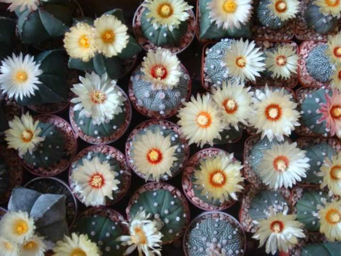 Astrophytum