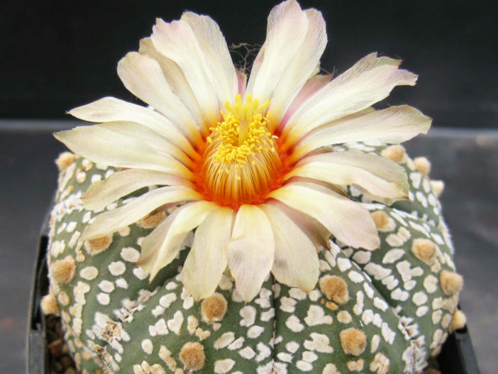 Astrophytum asterias 'Super Kabuto' (Silver Dollar Cactus)