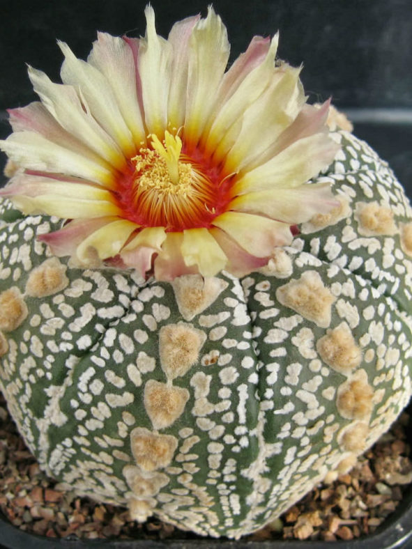 Astrophytum asterias 'Super Kabuto' (Silver Dollar Cactus)