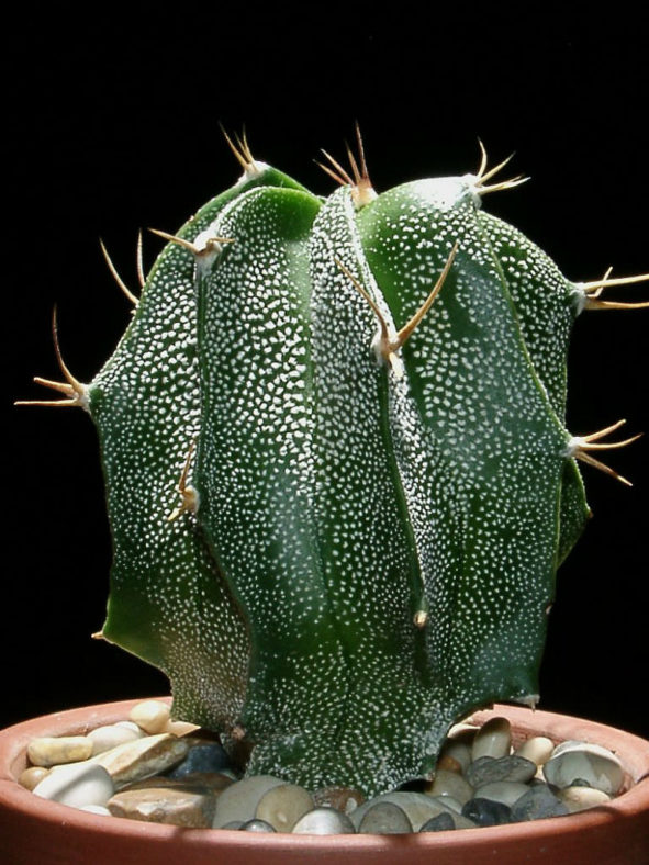 Astrophytum ornatum - Monk's Hood Star Plant
