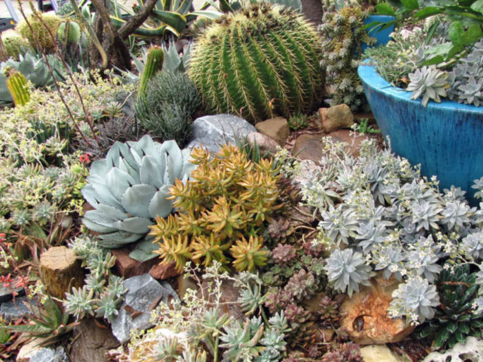 Cacti and Succulents for Beginners