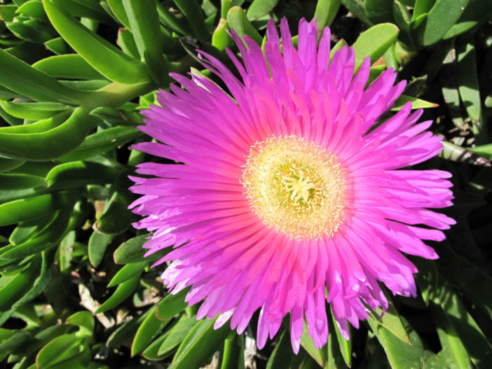 How to Grow and Care for Carpobrotus - World of Succulents