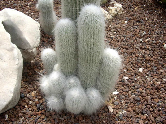 Grow and Care Old Man Cactus (Cephalocereus senilis)