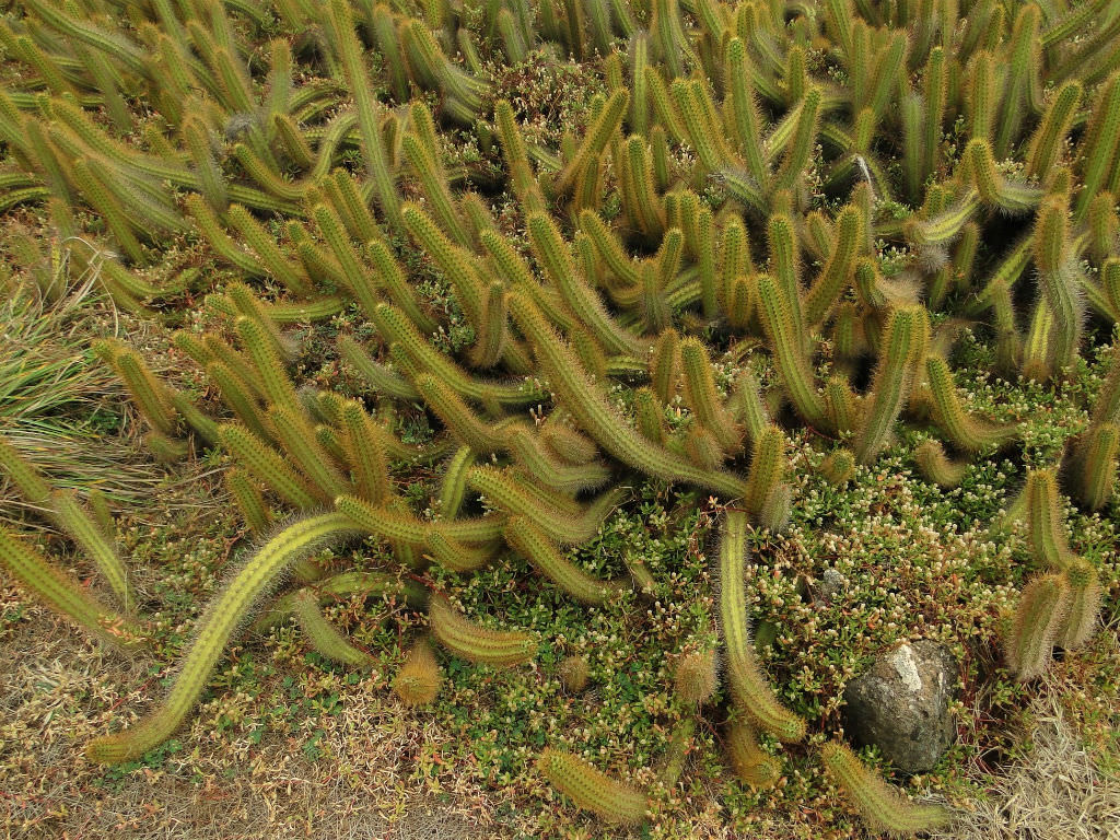 Cereus insularis