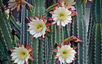 Cereus repandus (Peruvian Apple Cactus) Cereus repandus (Peruvian Apple Cactus)