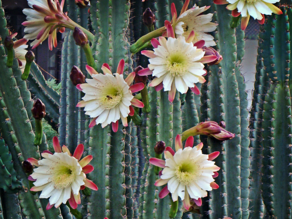 Cereus repandus (Peruvian Apple) | World of Succulents