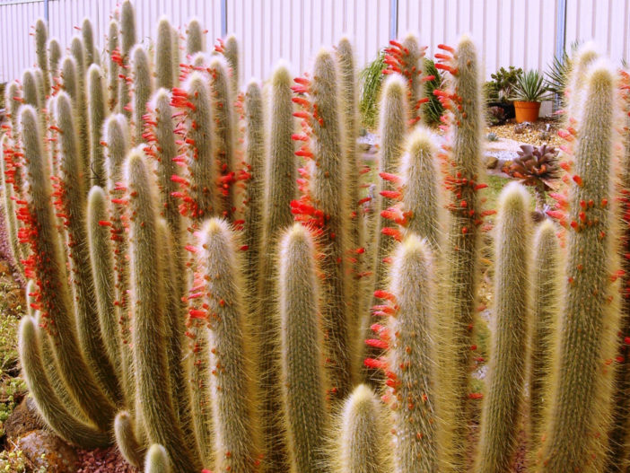 Cultivar y cuidar Cleistocactus jujuyensis