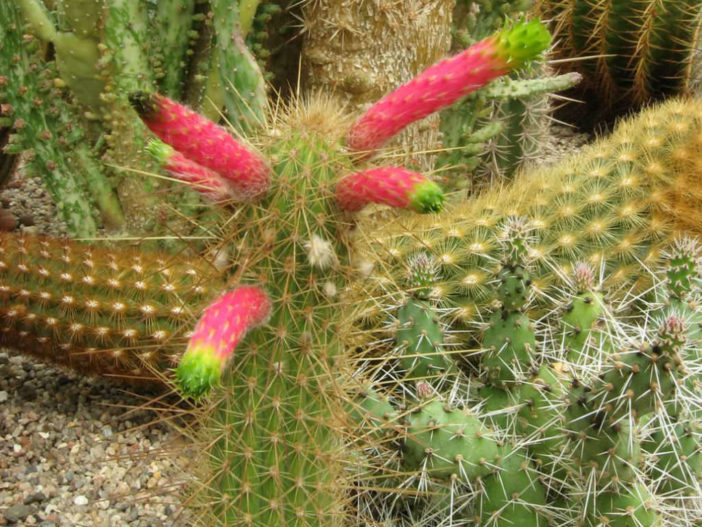 Cleistocactus smaragdiflorus