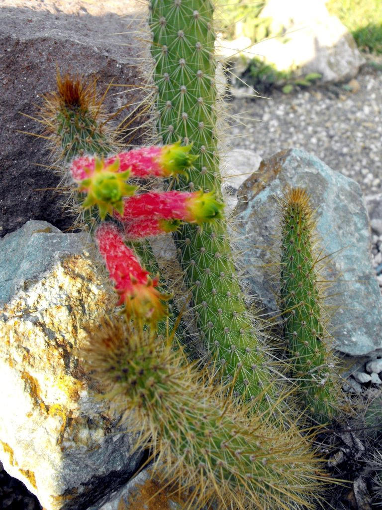 Cleistocactus smaragdiflorus