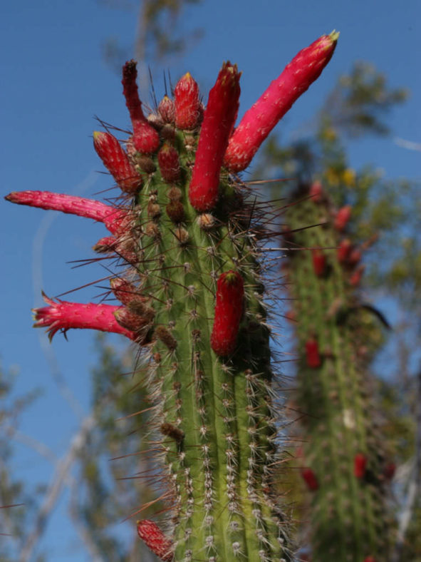 Cleistocactus smaragdiflorus