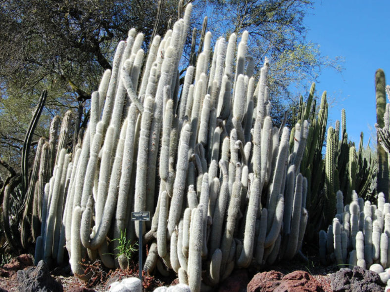 Cleistocactus strausii - Silver Torch Cactus Snow Pole